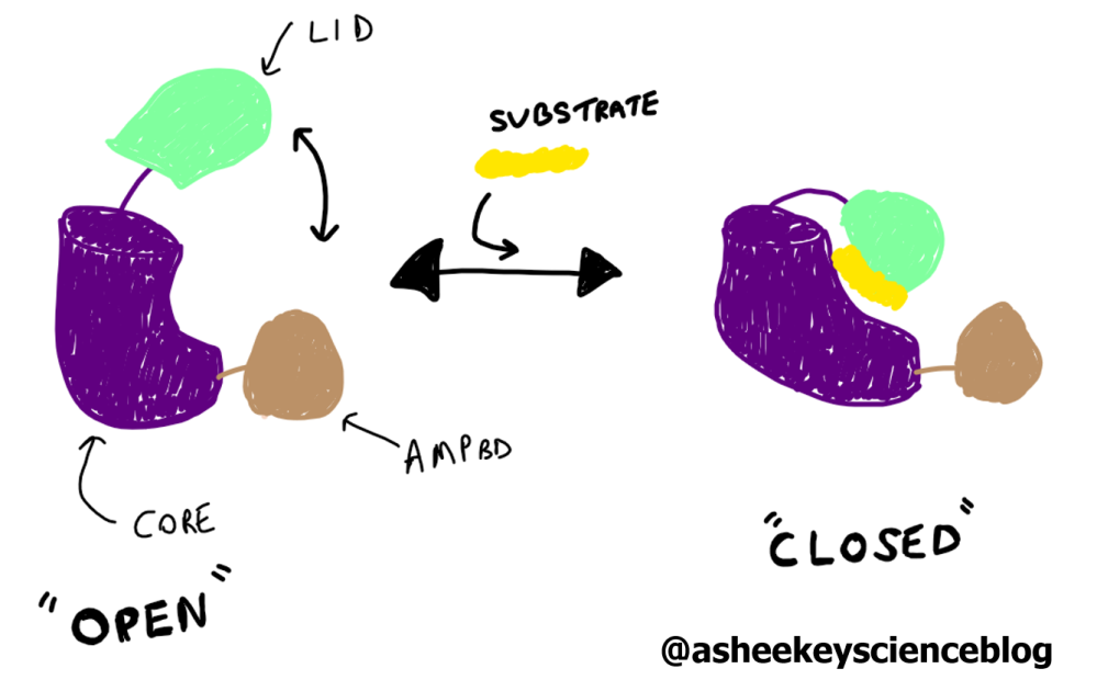 adenyltte kinase